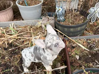 French Bulldog dogs Pressure - Ad 42