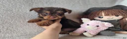 Yorkshire Terrier dogs for sale: Gabby  - Ad 4