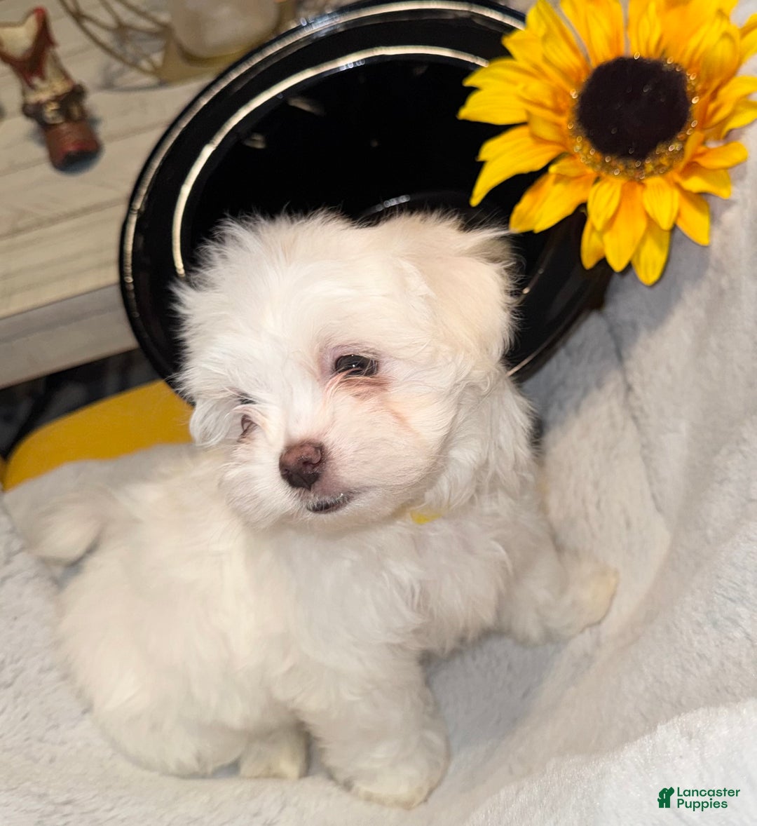 Mixed Breed dogs for sale:  Lhatese Breed “Daisy” - Ad 3