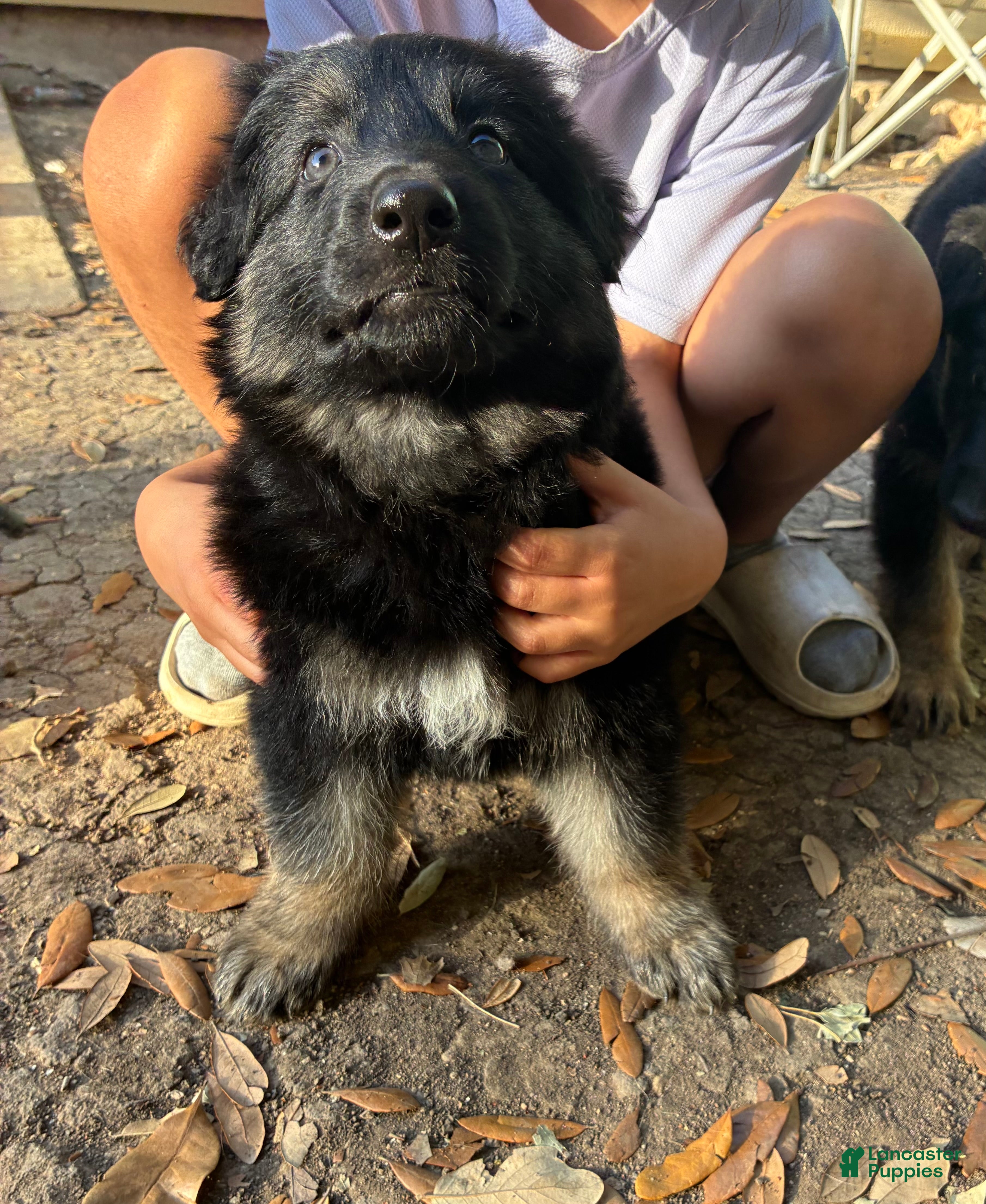 German Shepherd dogs  Puppy 6 - Ad 40