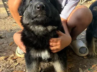 German Shepherd dogs Puppy 6 - Ad 42