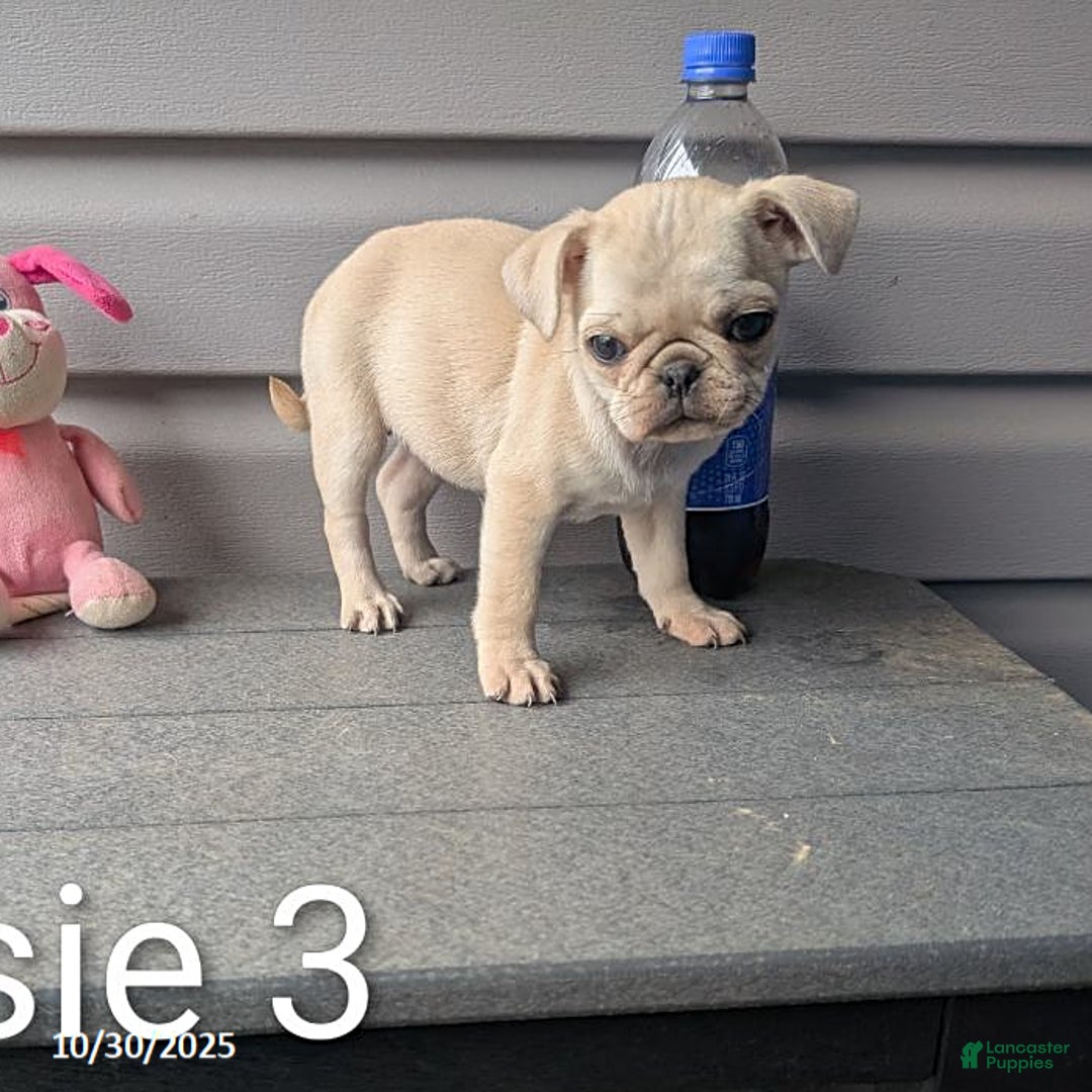 Pug dogs for sale: Rosie - Ad 10
