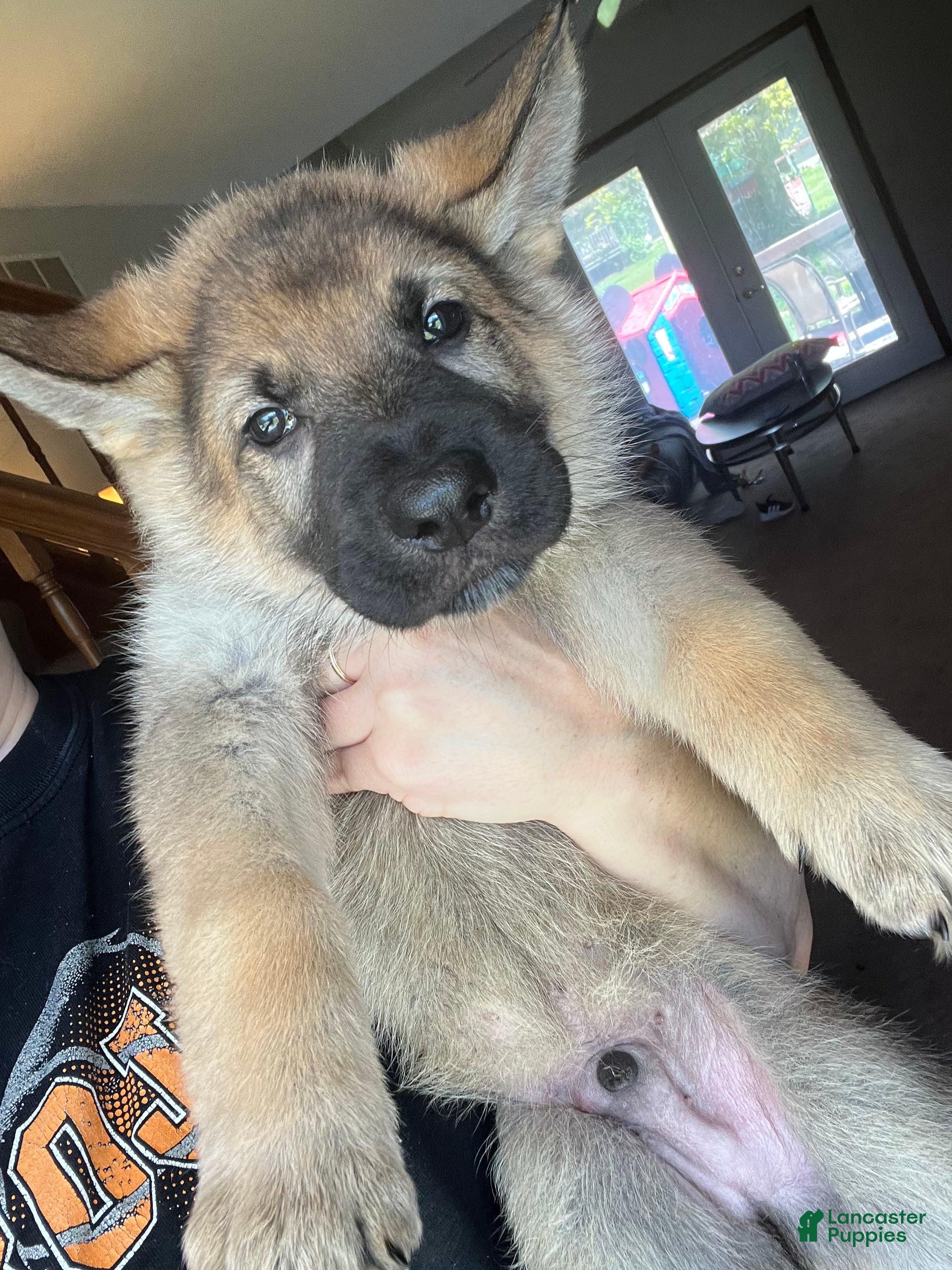 German Shepherd dogs German Shepherd Puppy 1 - Ad 2