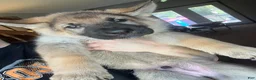 German Shepherd dogs for sale: German Shepherd Puppy 1 - Ad 2