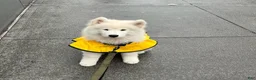 Samoyed dogs for sale: Ziggy - Ad 3