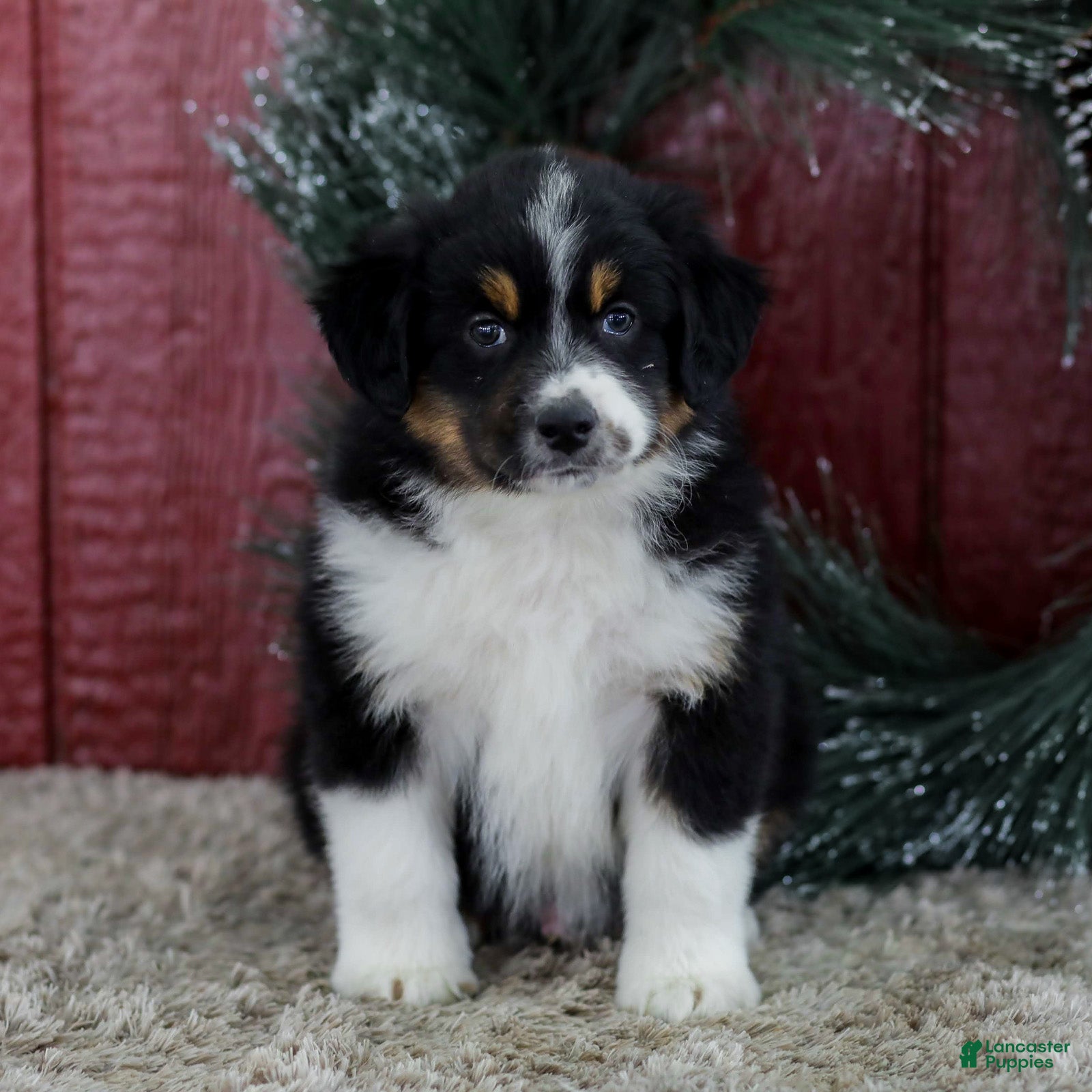 Miniature Australian Shepherd dogs Cole - Ad 2