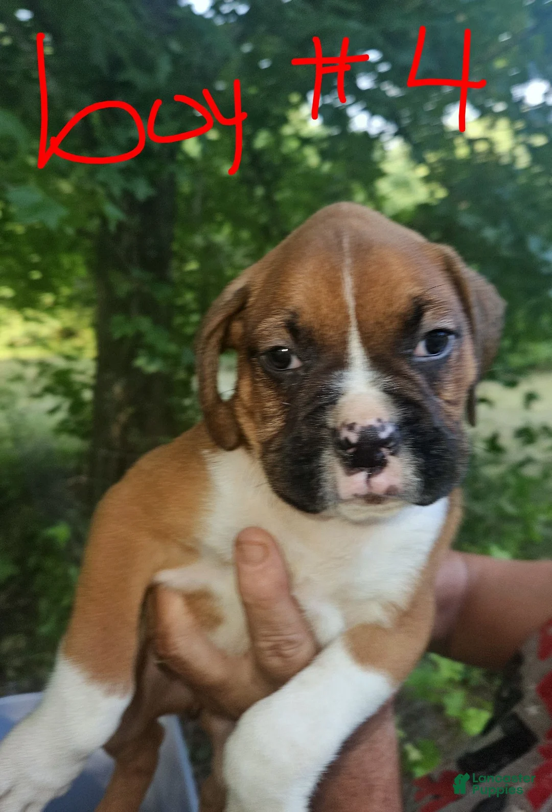 Boxer dogs for sale: Boxer 4 - Ad 1