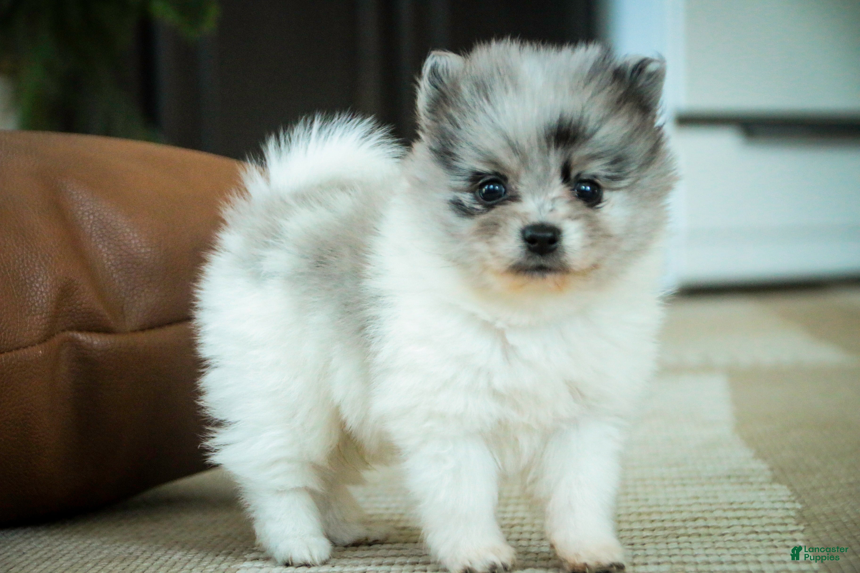 Pomeranian dogs Pomeranian Puppy 1 - Ad 1