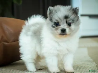 Pomeranian dogs for sale: Pomeranian Puppy 1 - Ad 3