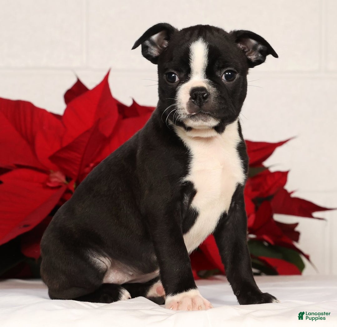 Boston Terrier dogs for sale: Amy - Ad 1