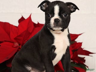 Boston Terrier dogs Amy - Ad 15
