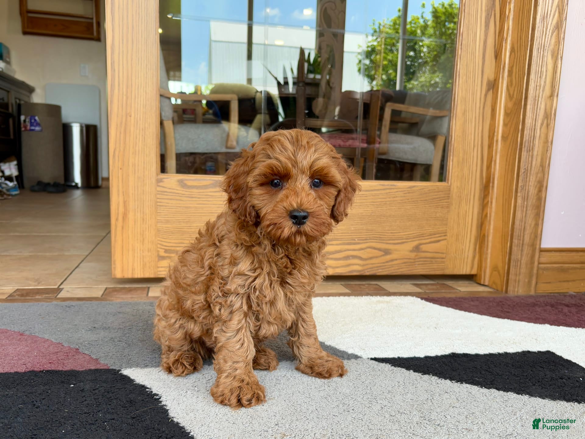 Cockapoo dogs Ray - Ad 2