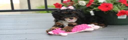 Miniature Poodle dogs for sale: Athena  - Ad 9