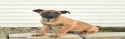 Belgian Malinois dogs for sale: Roxanne - Ad 1