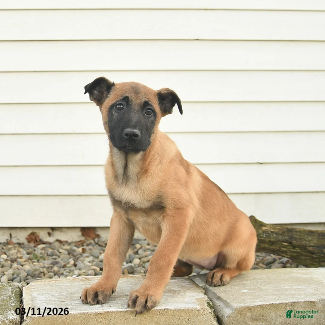 Belgian Malinois dogs for sale: Roxanne - Ad 1