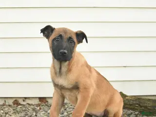 Belgian Malinois dogs for sale: Roxanne - Ad 1