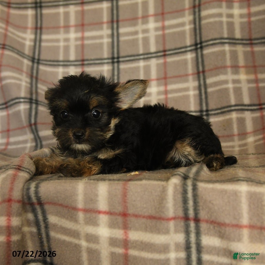 Morkie dogs Zorro - Ad 2