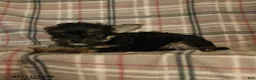 Morkie dogs for sale: Zorro - Ad 2
