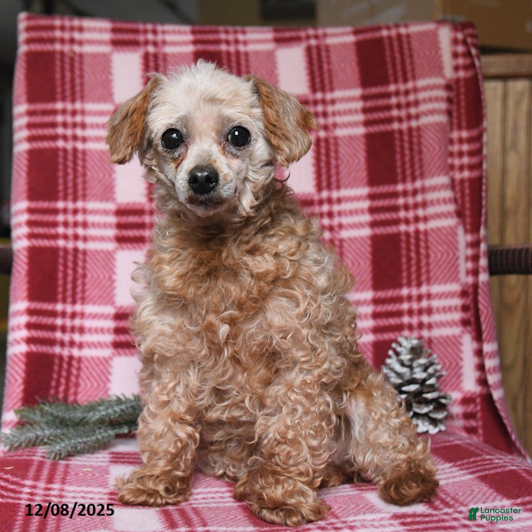 Toy Poodle dogs for sale: Ava  - Ad 1