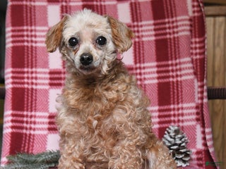 Toy Poodle dogs Ava - Ad 3