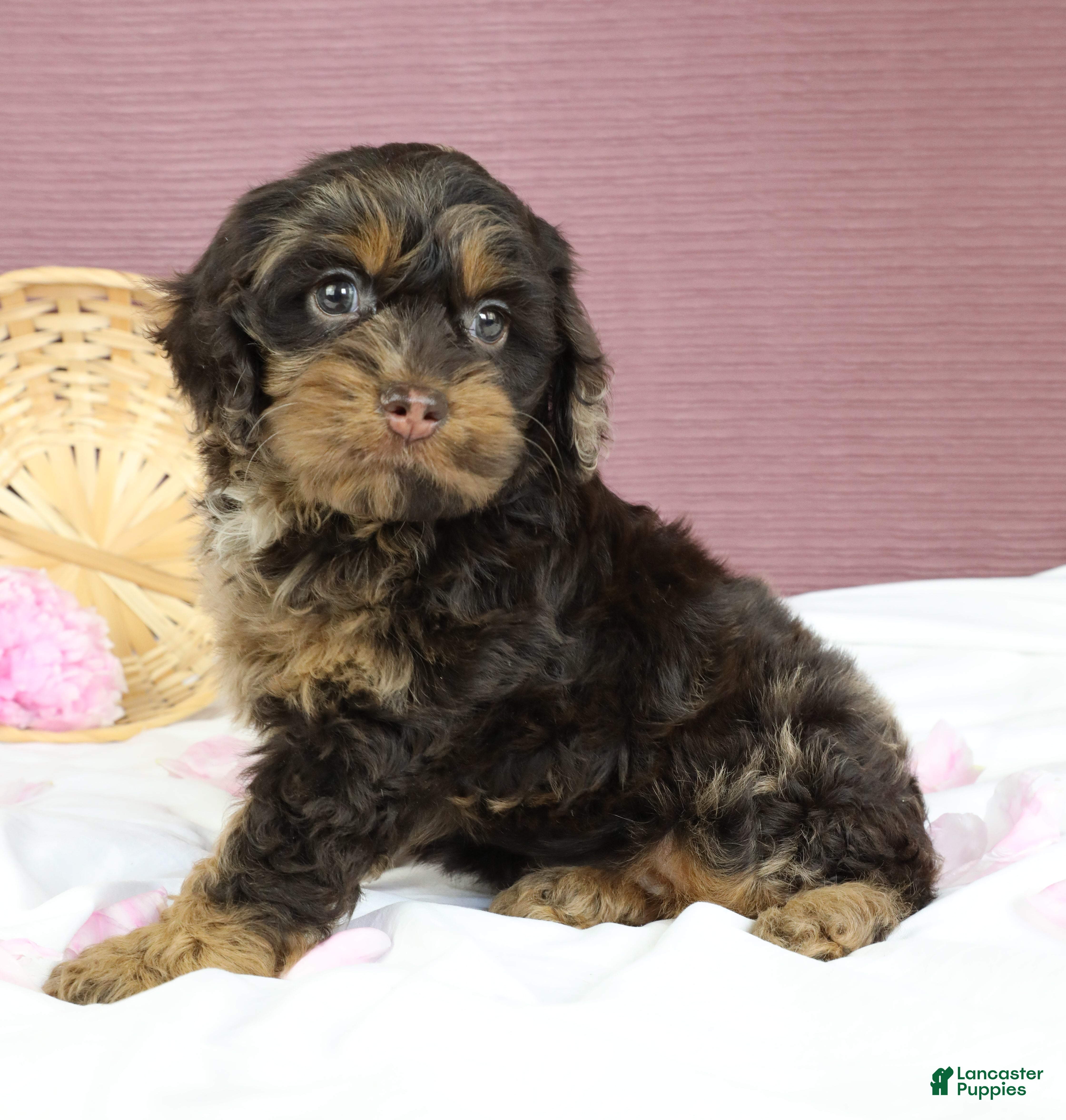 Cockapoo dogs Magdalena 🍓 - Ad 1