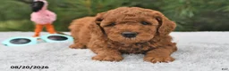 Mini Goldendoodle dogs for sale: Archie  - Ad 10