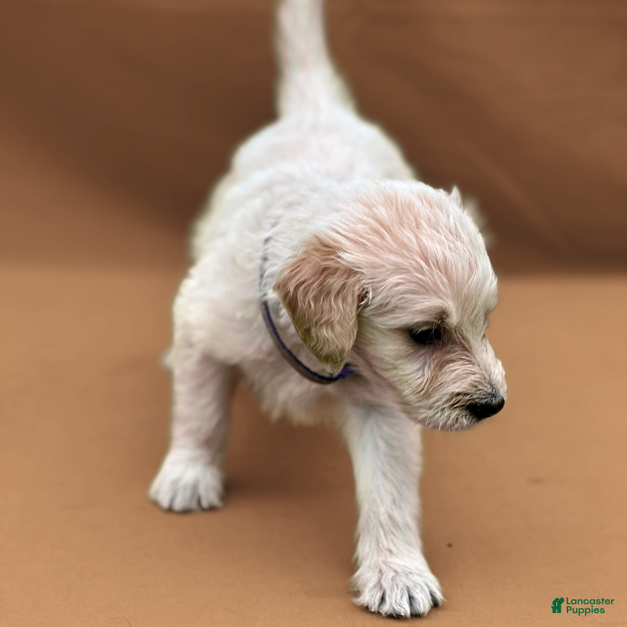 Goldendoodle dogs Pademe Amidala - Ad 1