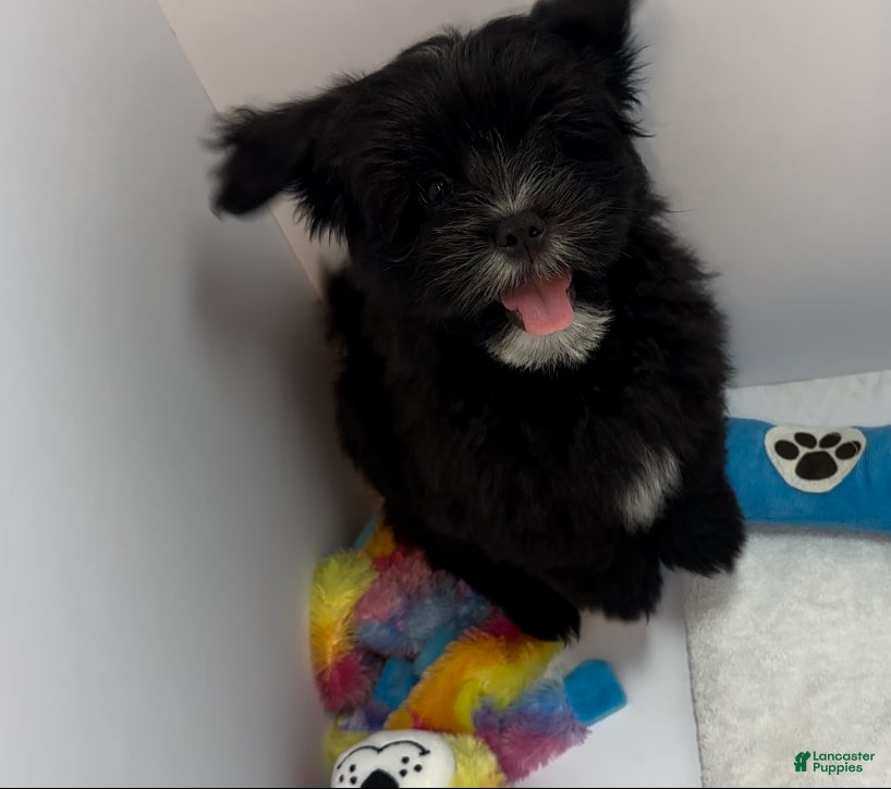 Mixed Breed dogs Knight Lightening  - Ad 2