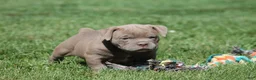Olde English Bulldogge dogs for sale: Bluegates DILTON - Ad 4