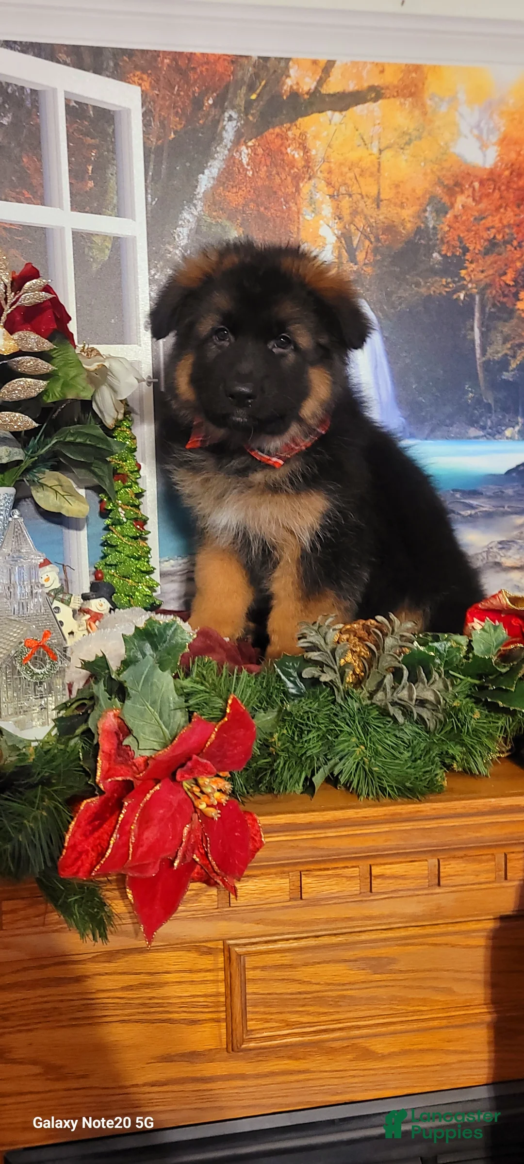 German Shepherd dogs for sale: Dasher - Ad 9