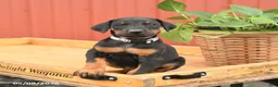 Doberman Pinscher dogs for sale: Richie - Ad 2