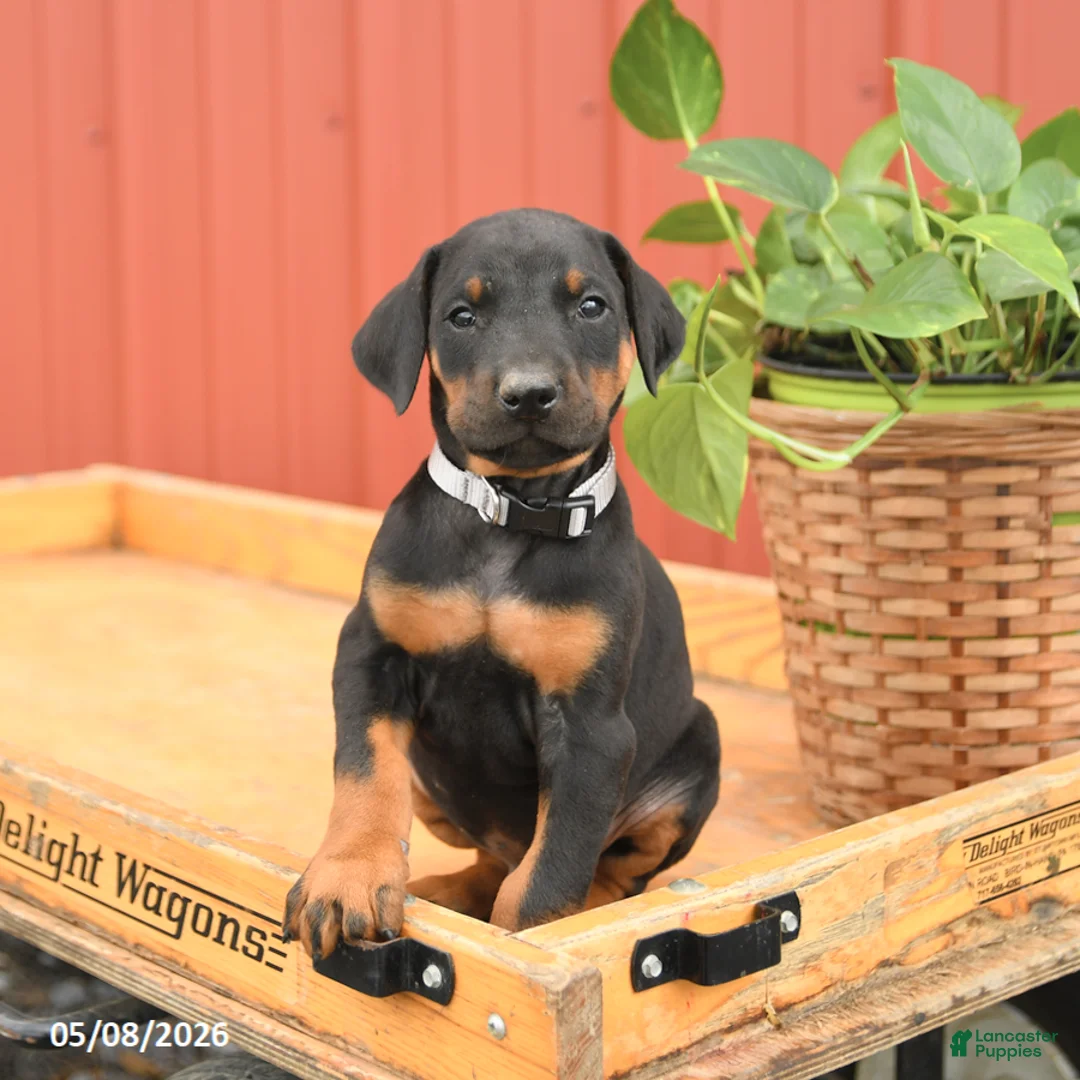 Doberman Pinscher dogs for sale: Richie - Ad 2