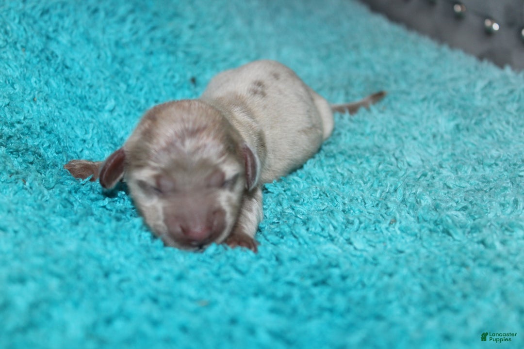 Miniature Dachshund dogs for sale: Minnie Mini - Ad 15