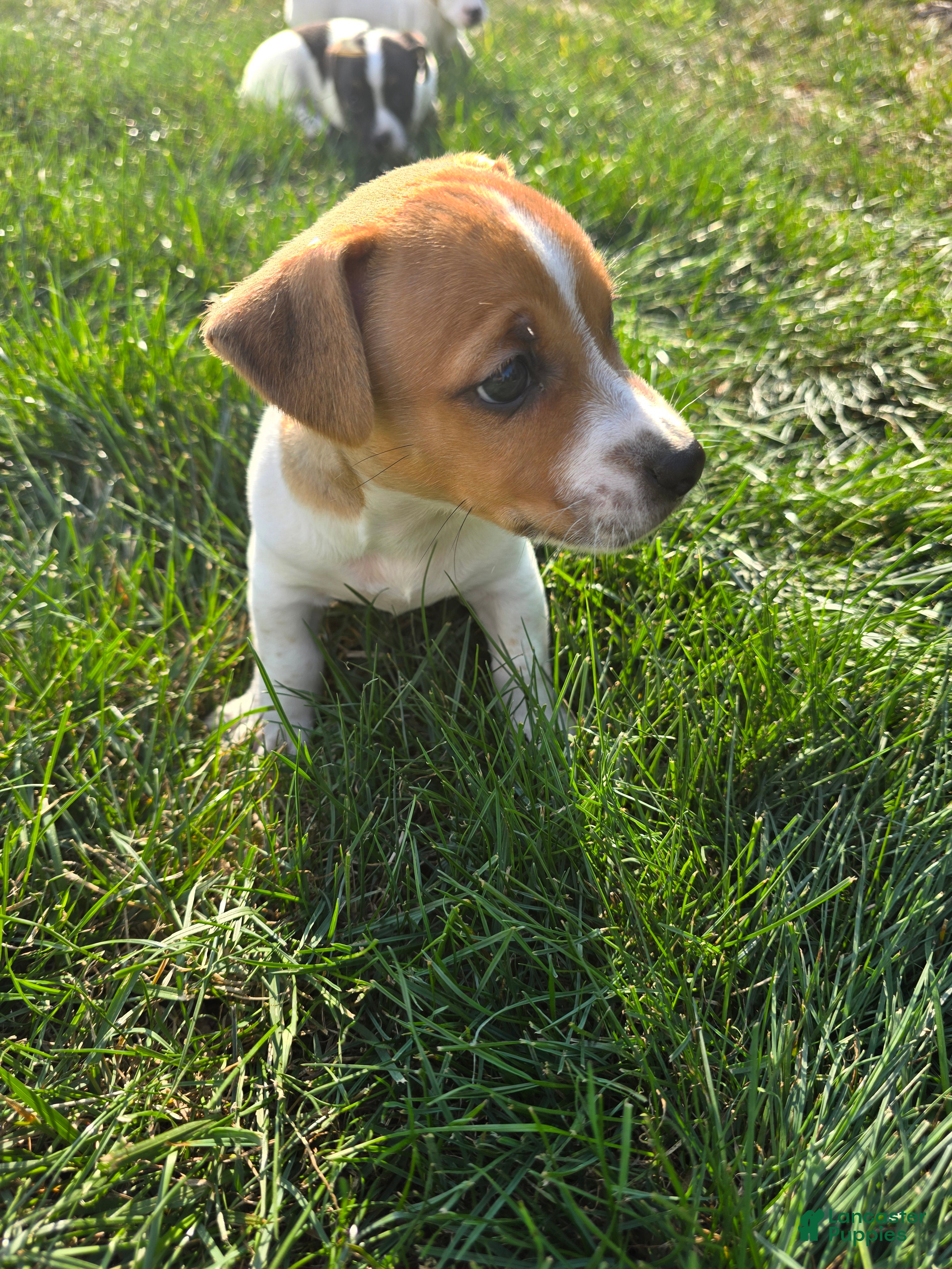 Jack Russell Terrier dogs Walter - Ad 26