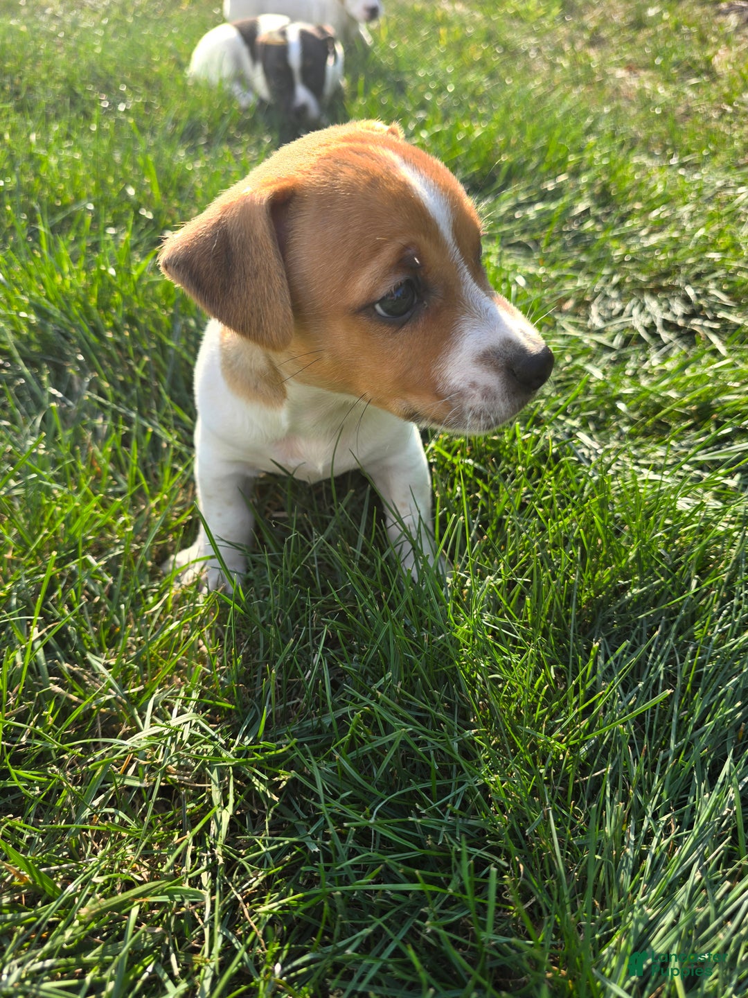 Jack Russell Terrier dogs for sale: Walter - Ad 1