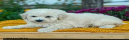 Miniature Labradoodle dogs for sale: Mochi - Ad 2