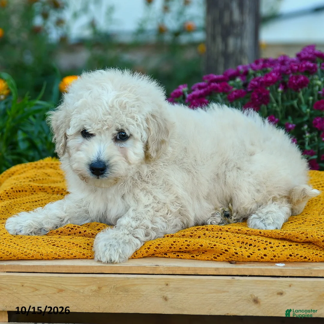 Miniature Labradoodle dogs for sale: Mochi - Ad 2