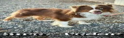 Miniature Australian Shepherd dogs for sale: Kari - Ad 7