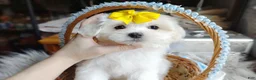 Maltese dogs for sale: Korean Frost - Ad 5