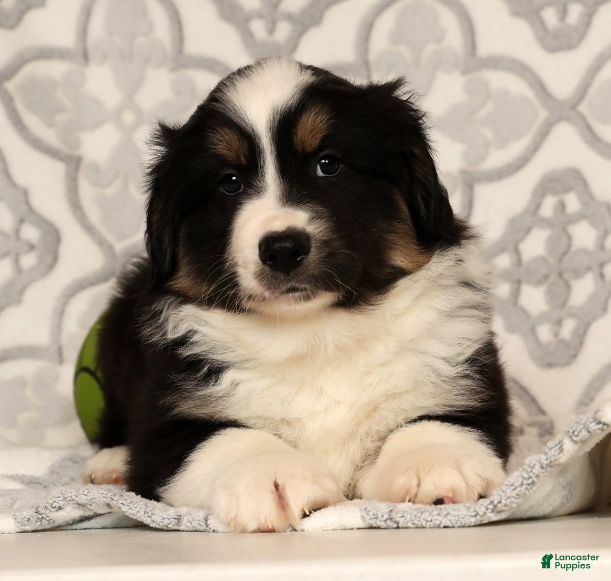 Miniature Australian Shepherd dogs Tucker - Ad 21