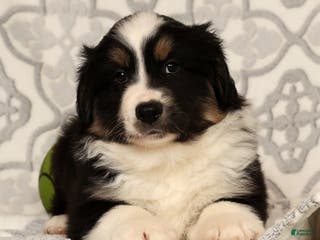 Miniature Australian Shepherd dogs Tucker - Ad 40