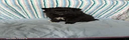 Pomeranian dogs for sale: Starburst - Ad 2