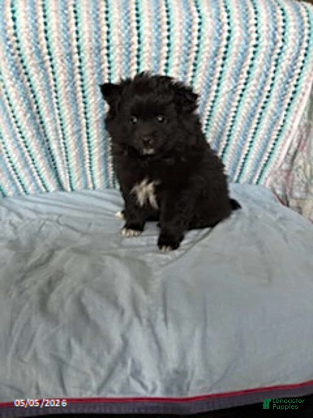 Pomeranian dogs for sale: Starburst - Ad 2