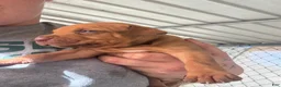 American Pit Bull Terrier dogs for sale: American Pit Bull Terrier 6 - Ad 6