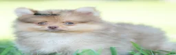 Pomeranian dogs for sale: Gio - Ad 3