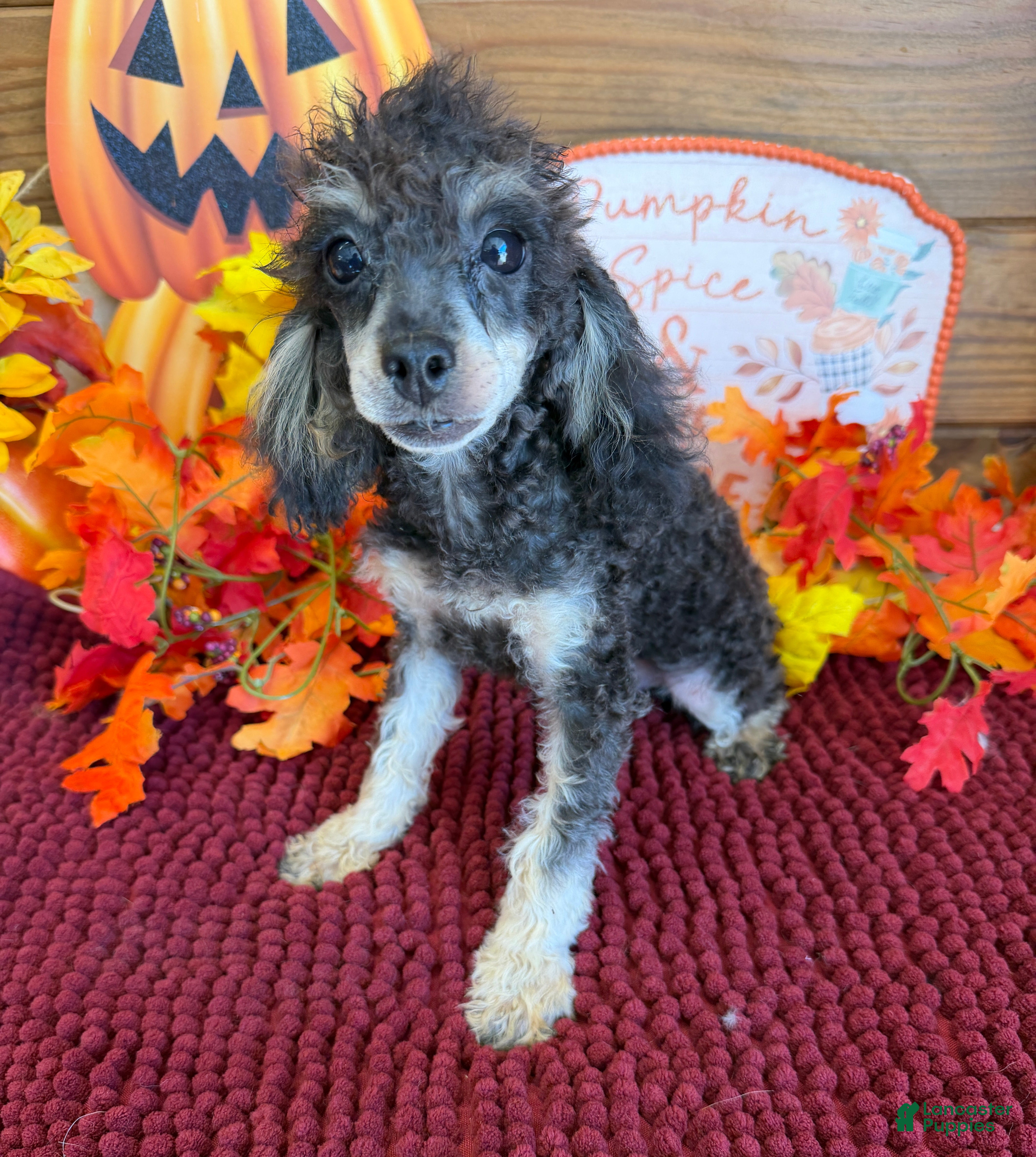 Toy Poodle dogs for sale: Playboy - Ad 8