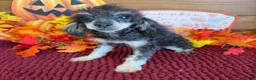 Toy Poodle dogs for sale: Playboy - Ad 1