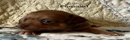 Chiweenie dogs for sale: Chiweenie 5 - Ad 7