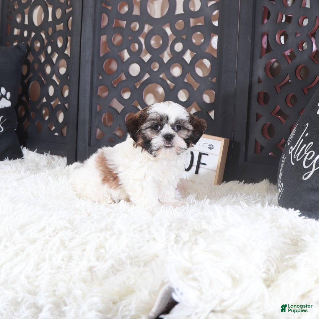 Shih Tzu dogs for sale: Shih Tzu Puppy Elsie - Ad 4