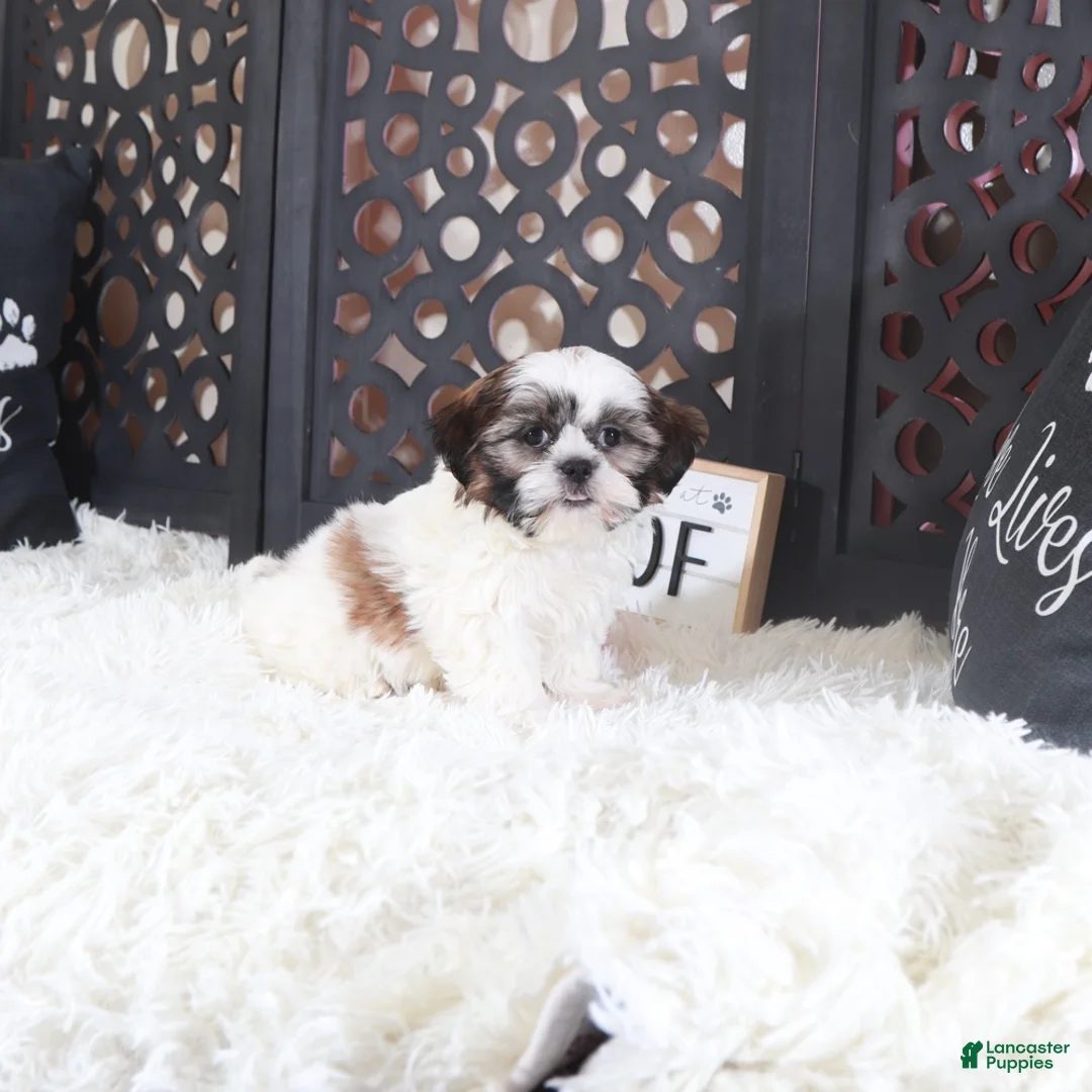 Shih Tzu dogs for sale: Shih Tzu Puppy Elsie - Ad 4